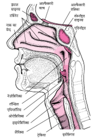 नाक और गले के भीतर का दृश्य