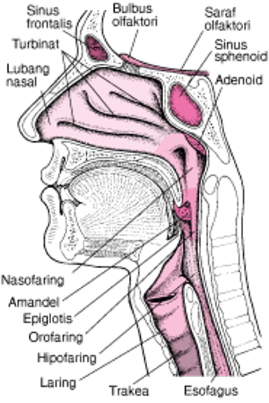 Tampilan Bagian Dalam Hidung dan Tenggorokan