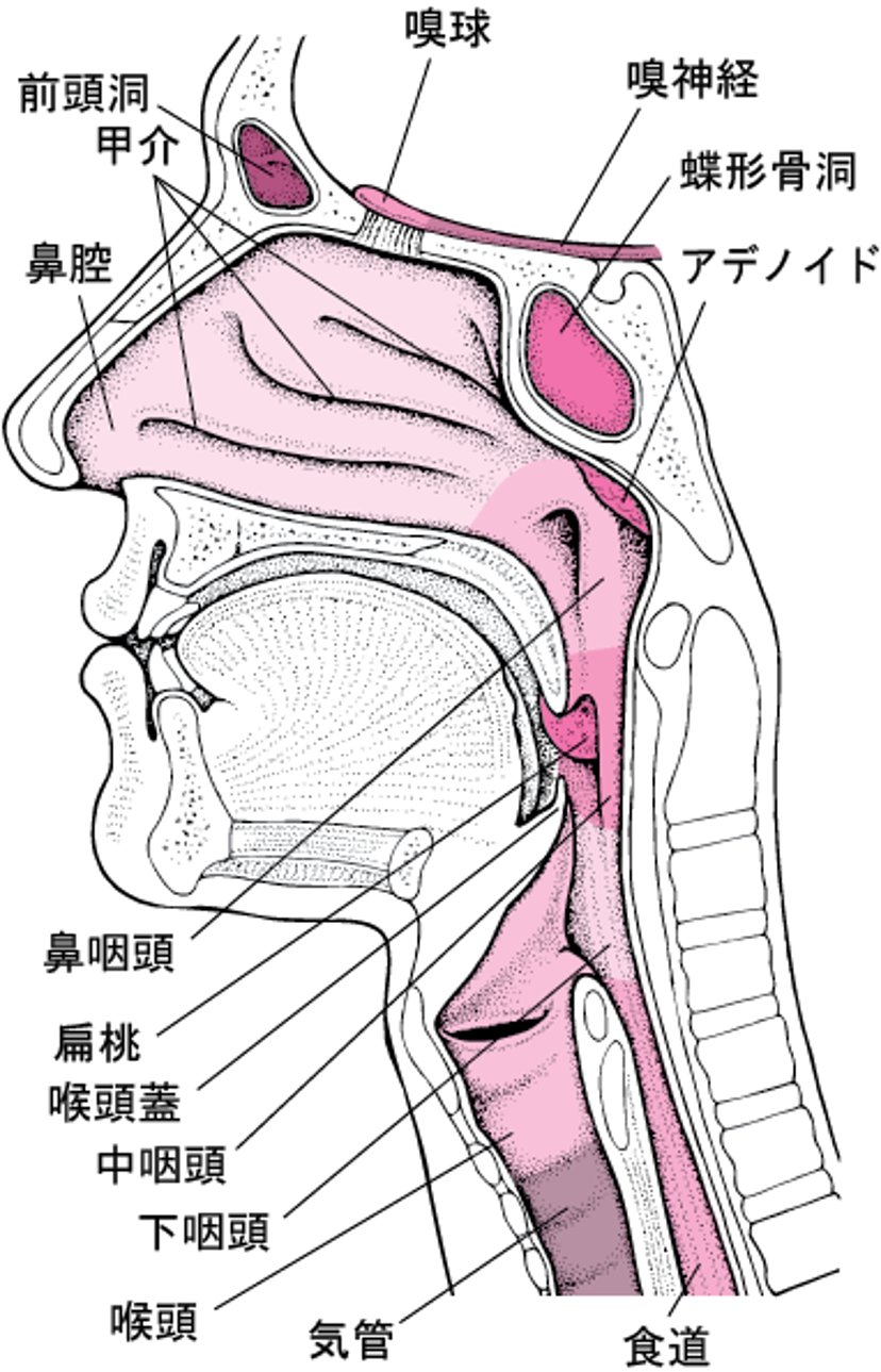 鼻とのどの内部の構造