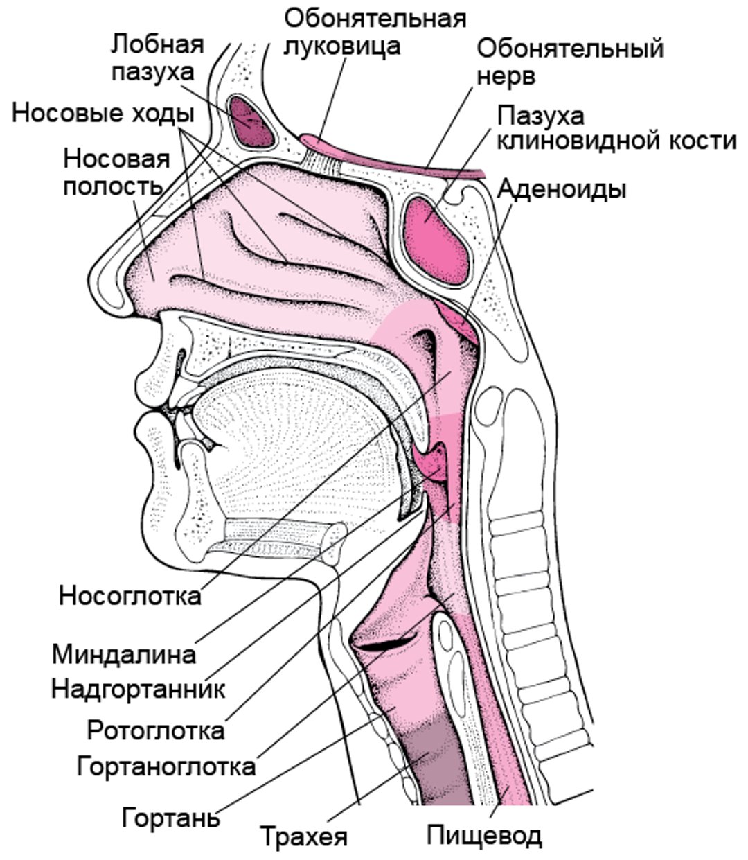 Анатомия носа и горла