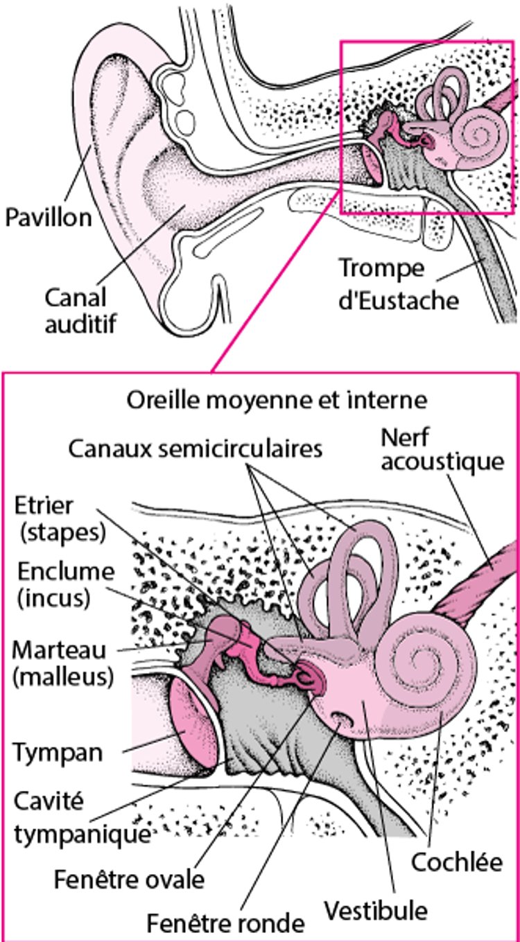 À l’intérieur de l’oreille