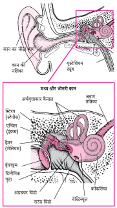 कान के अंदर