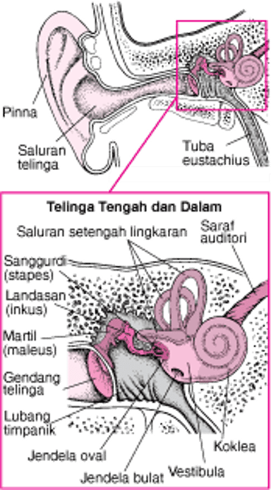 Di Dalam Telinga