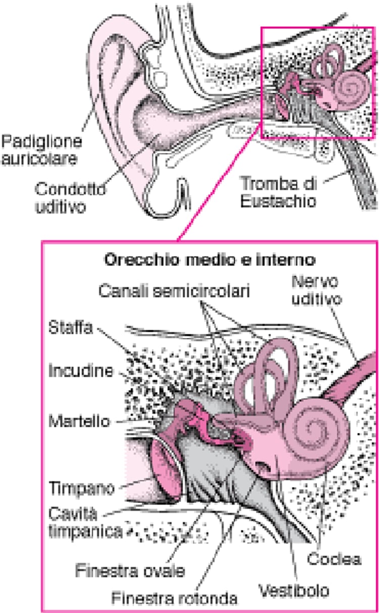 Interno dell’orecchio