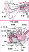 耳みみの内部ないぶ