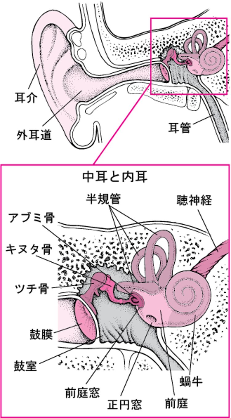 耳みみの内部ないぶ