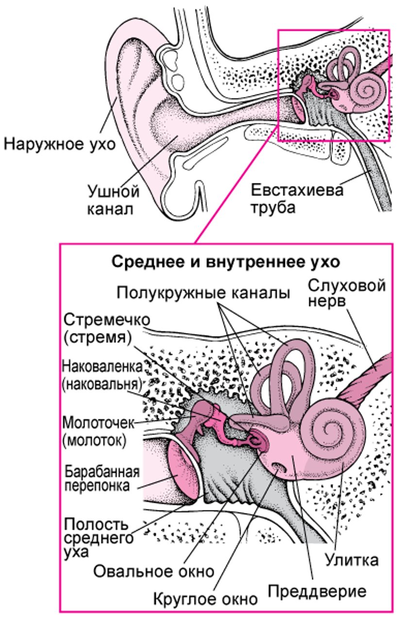 Внутреннее строение уха