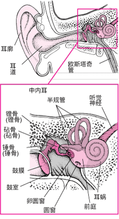 耳内