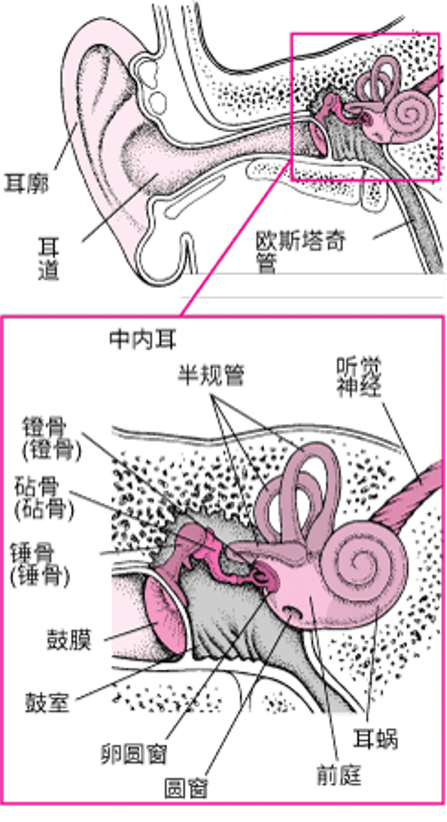 耳内