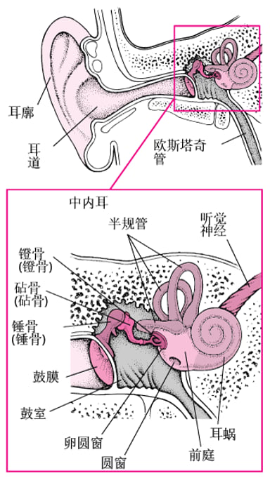 中耳概述 - 耳鼻喉疾病 - 《默沙东诊疗手册大众版》