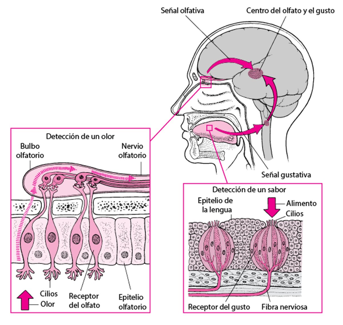 Cómo se perciben los sabores