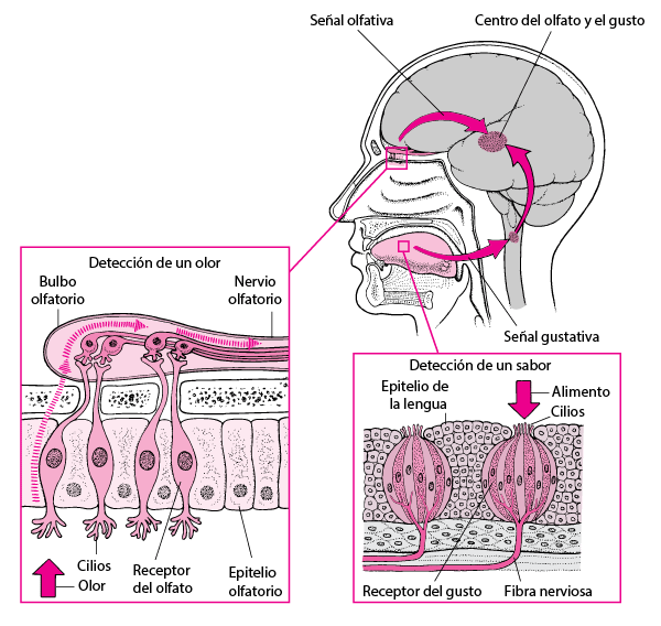 Introducción al olfato y al gusto - Trastornos otorrinolaringológicos - Manual MSD versión para público general