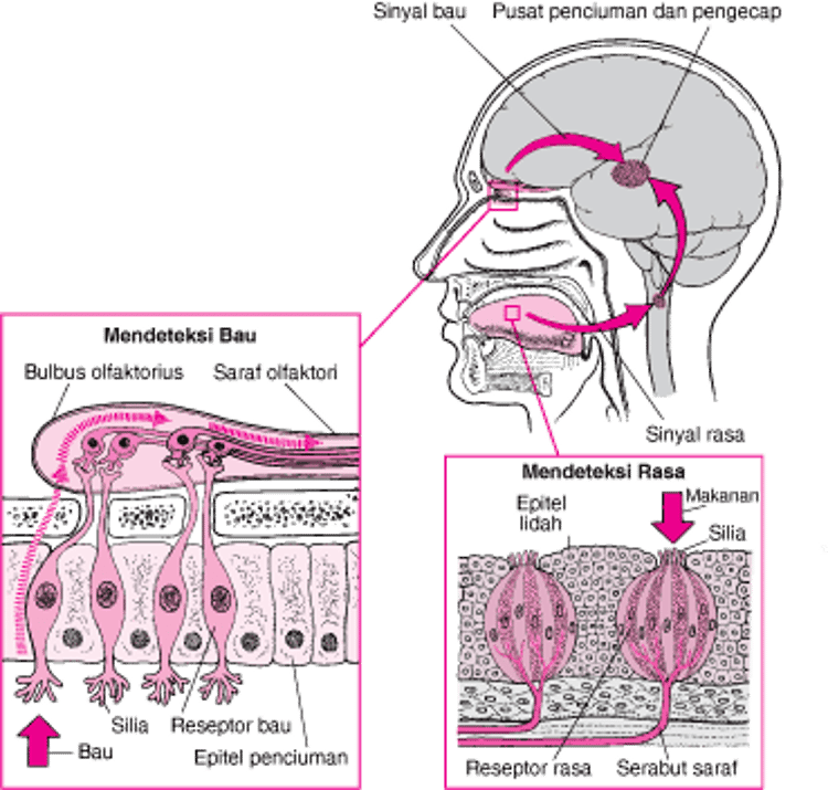 Bagaimana Orang Mengecap Rasa