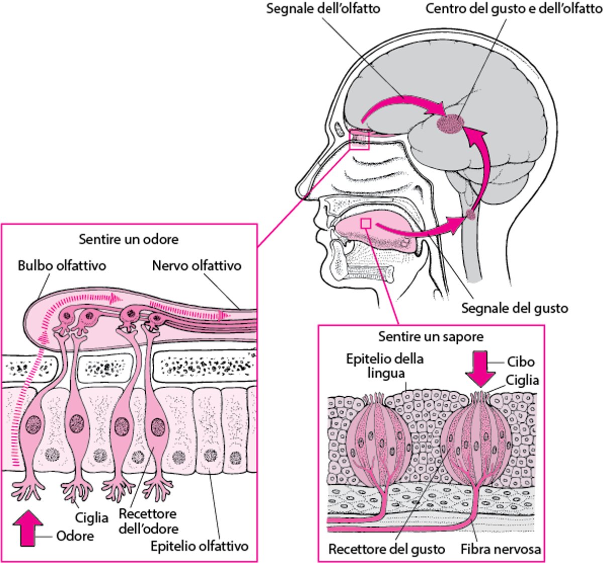 Come riusciamo a sentire i sapori