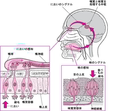 人はどのように風味を感じるのか