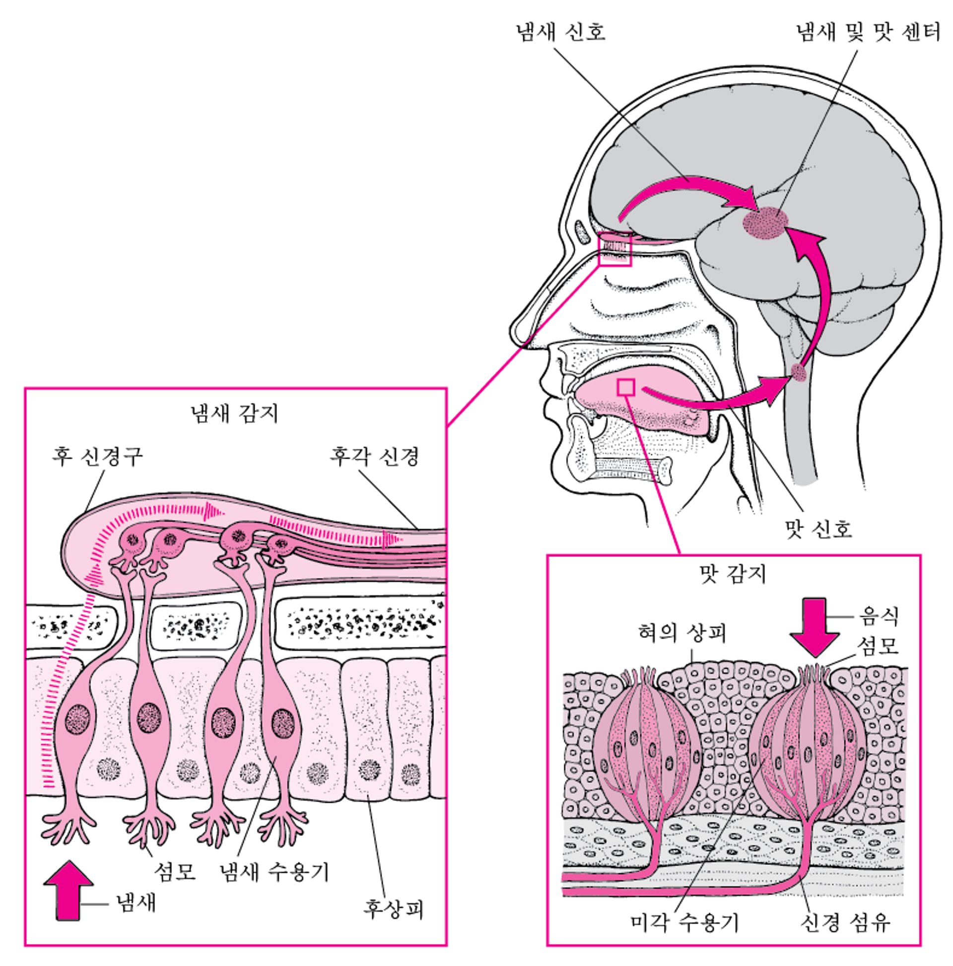 사람들이 맛을 느끼는 방법