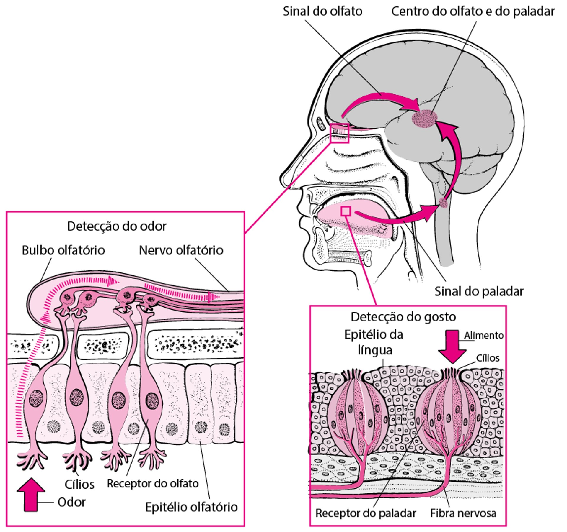 Como as pessoas sentem os sabores