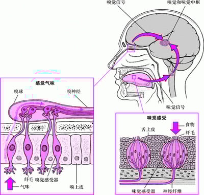 人是如何感觉味道