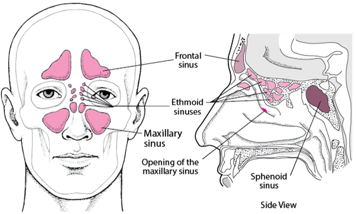 Localización de los senos paranasales