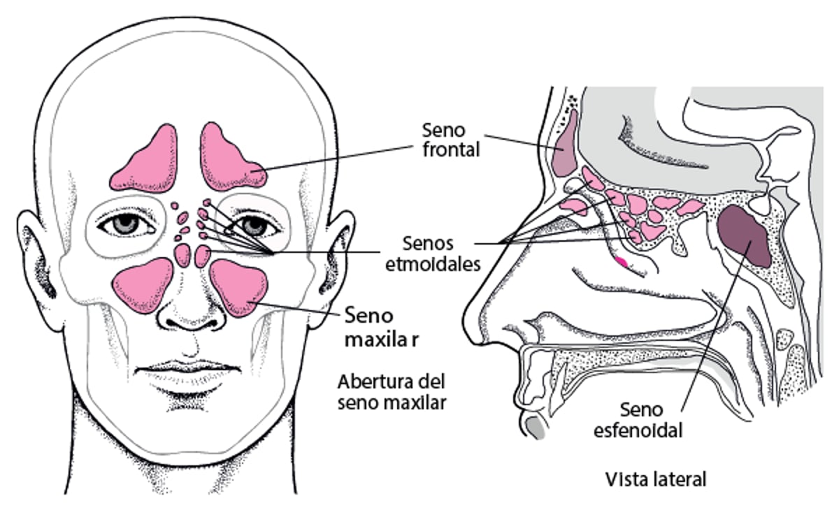 Localización de los senos paranasales
