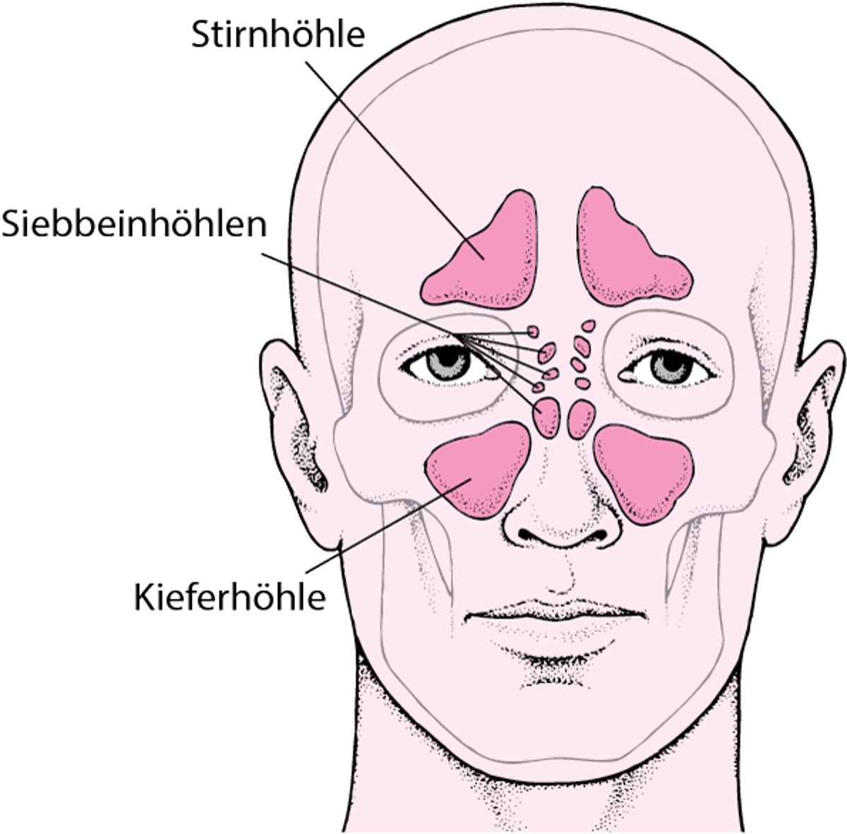 Lage der Nebenhöhlen