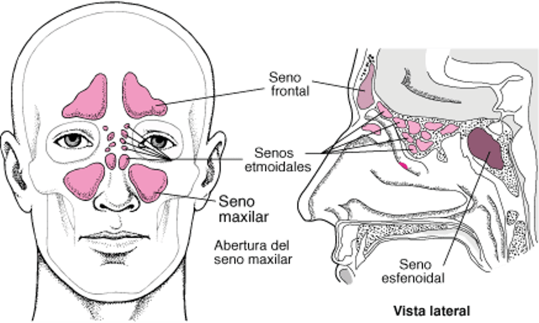 Localización de los senos paranasales