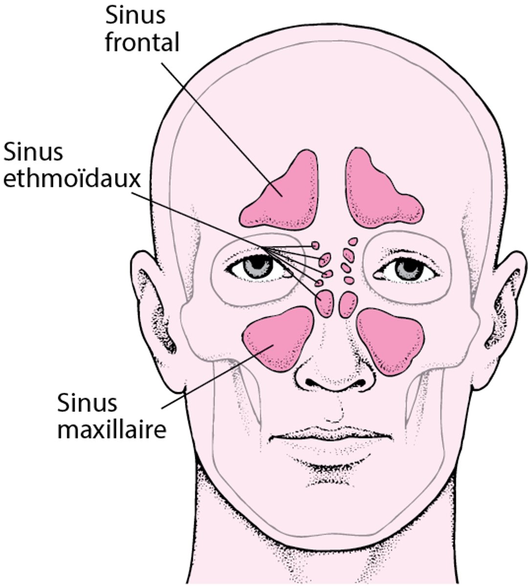 Localisation des sinus