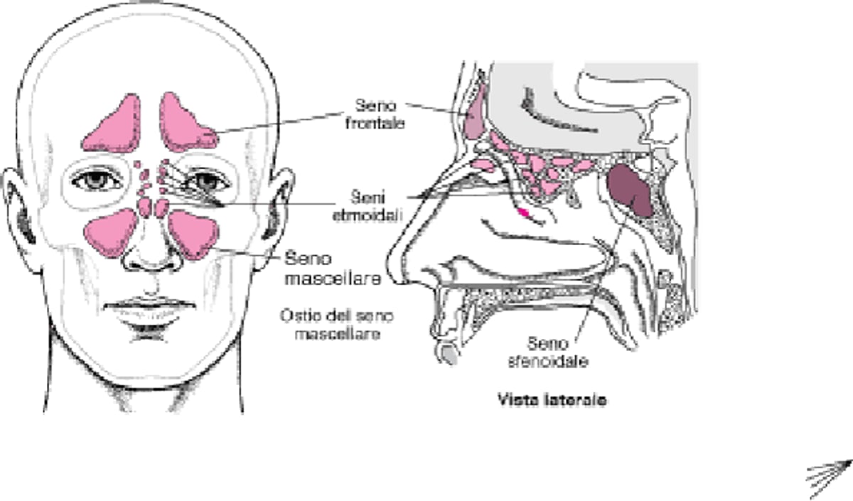 Localizzazione dei seni