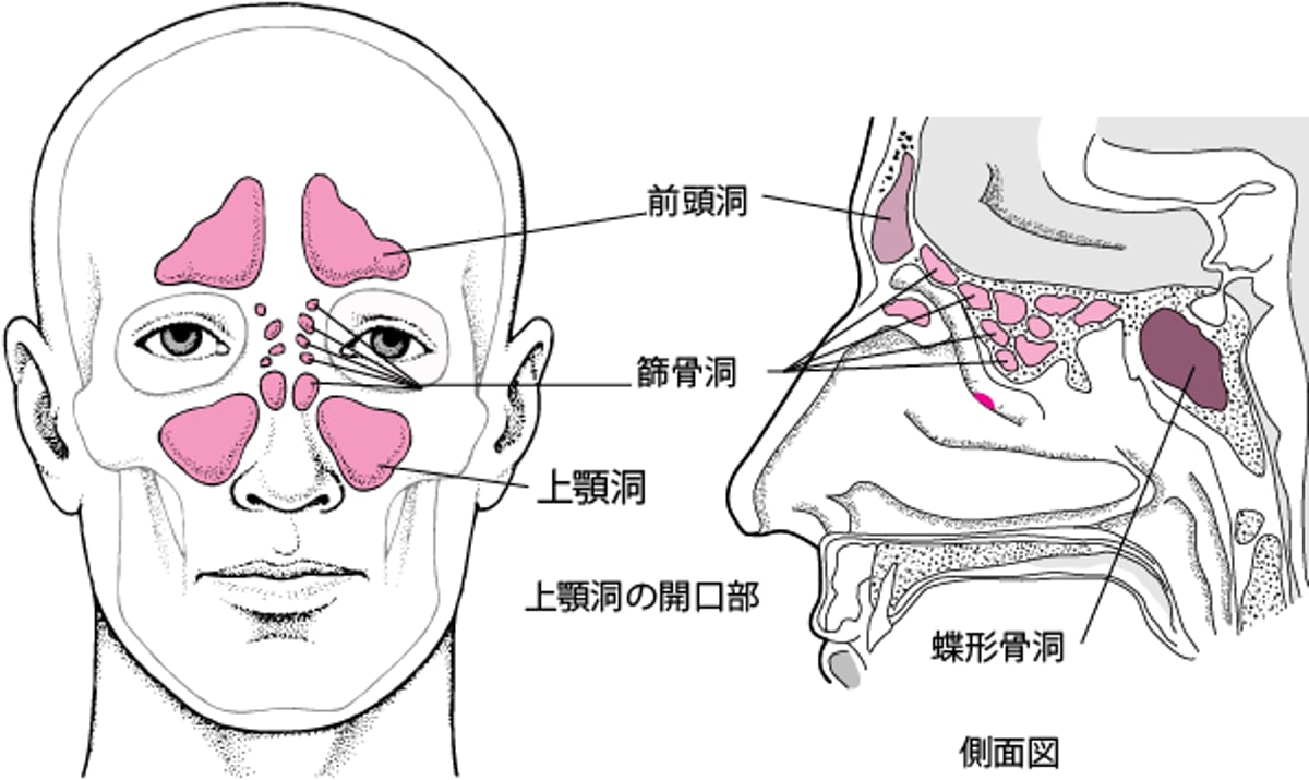 副鼻腔ふくびくうの位置いち