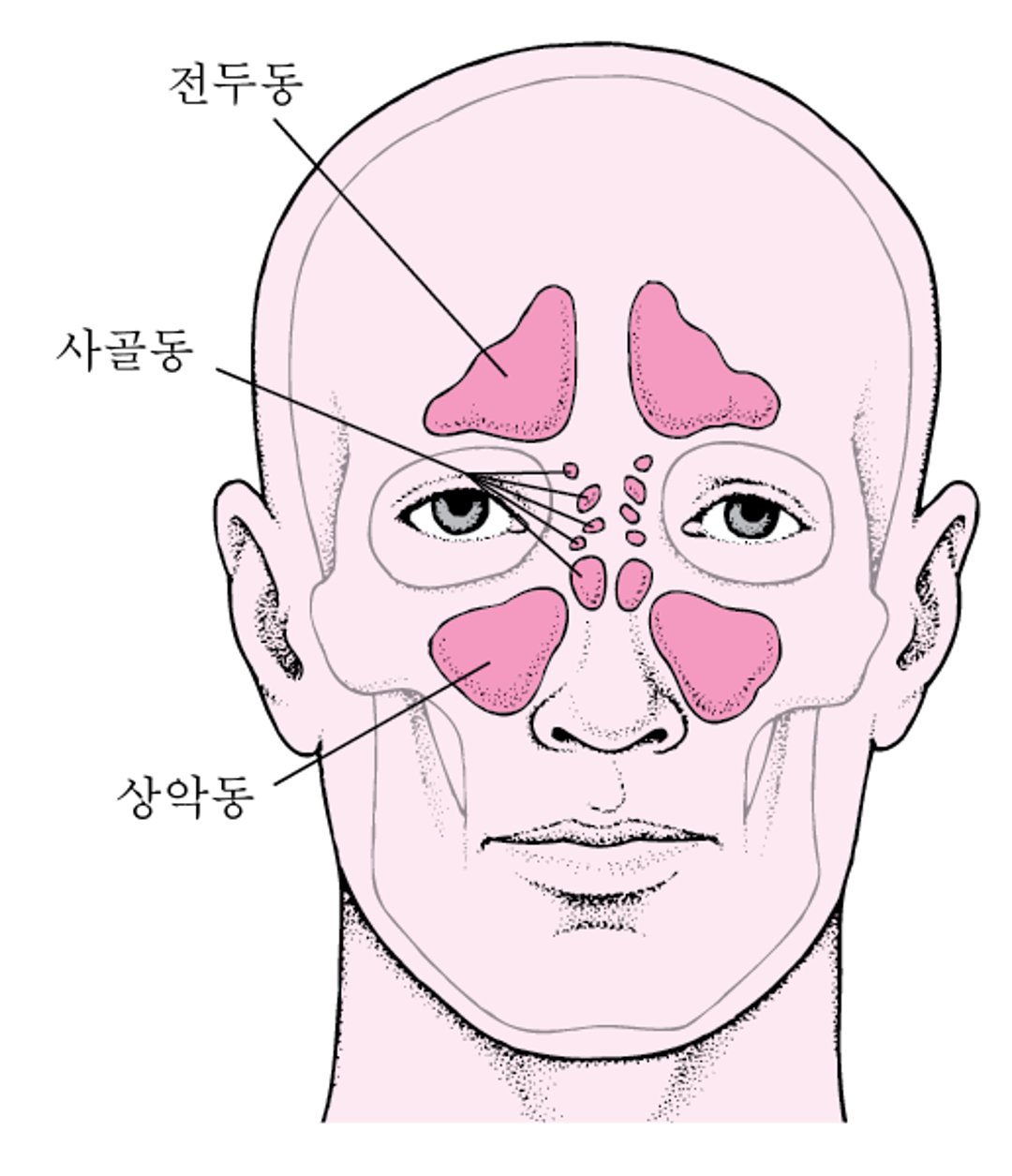 부비동 위치