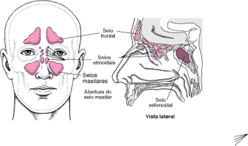 Localizando os seios paranasais