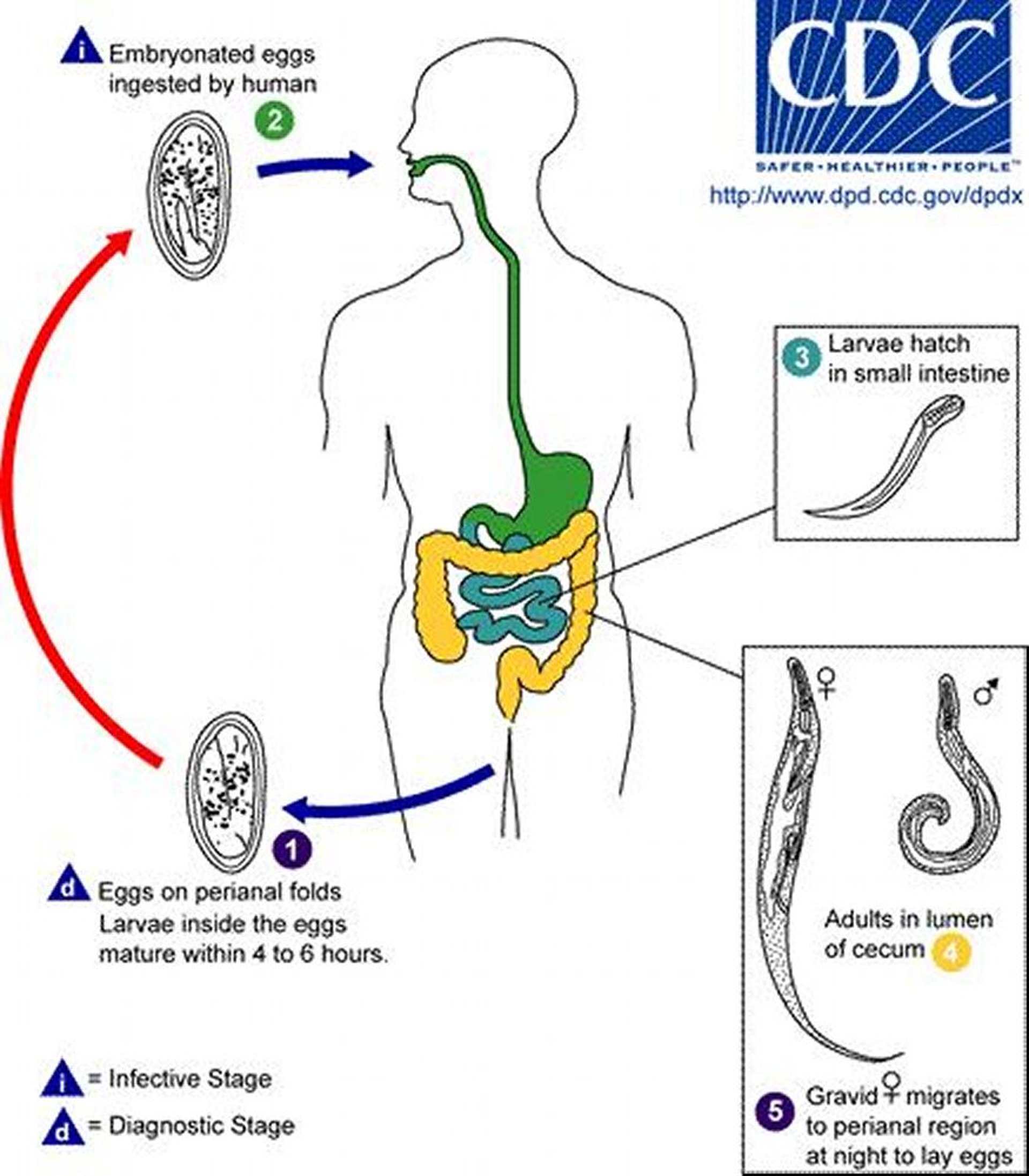 Ciclo de vida del oxiuro