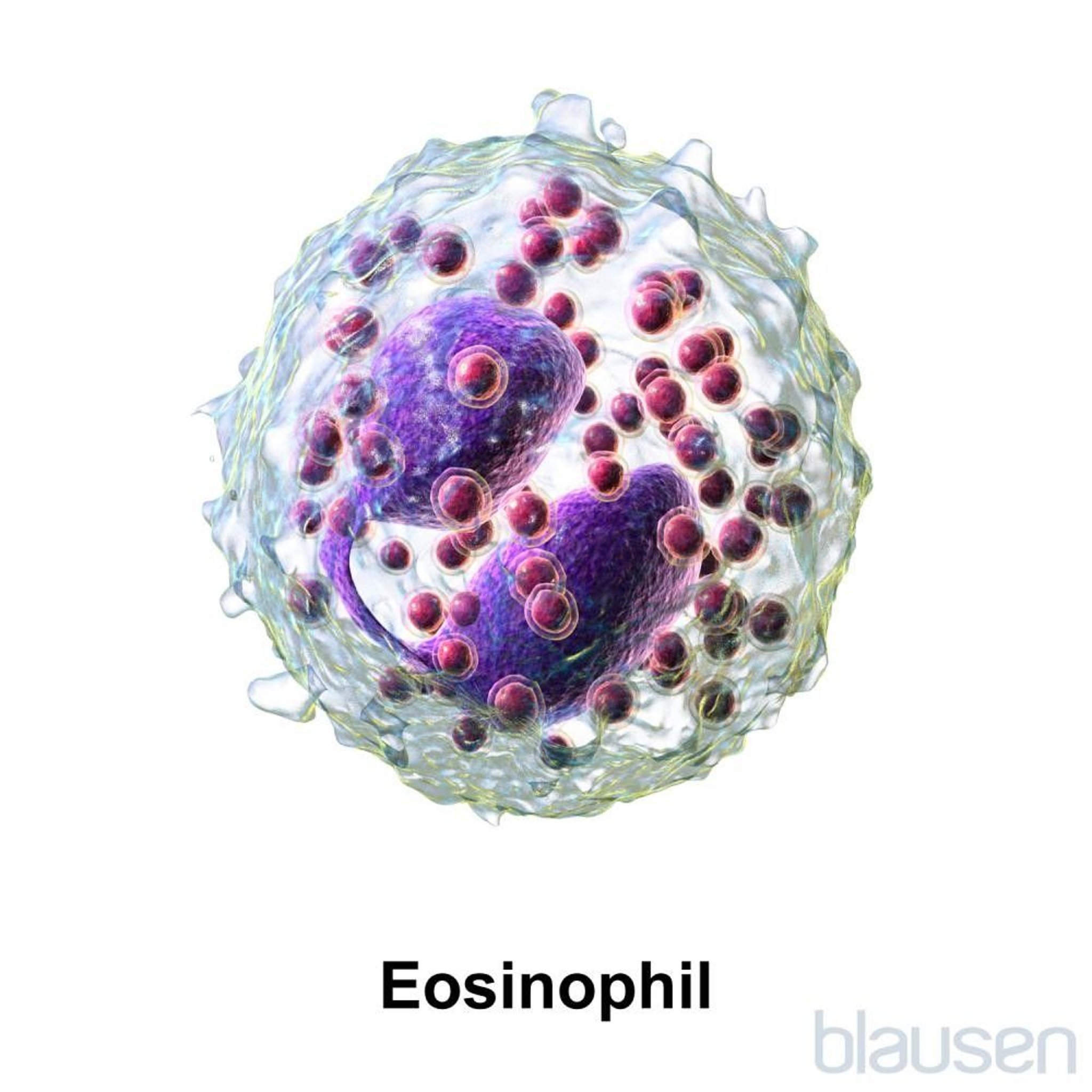 Eosinophil