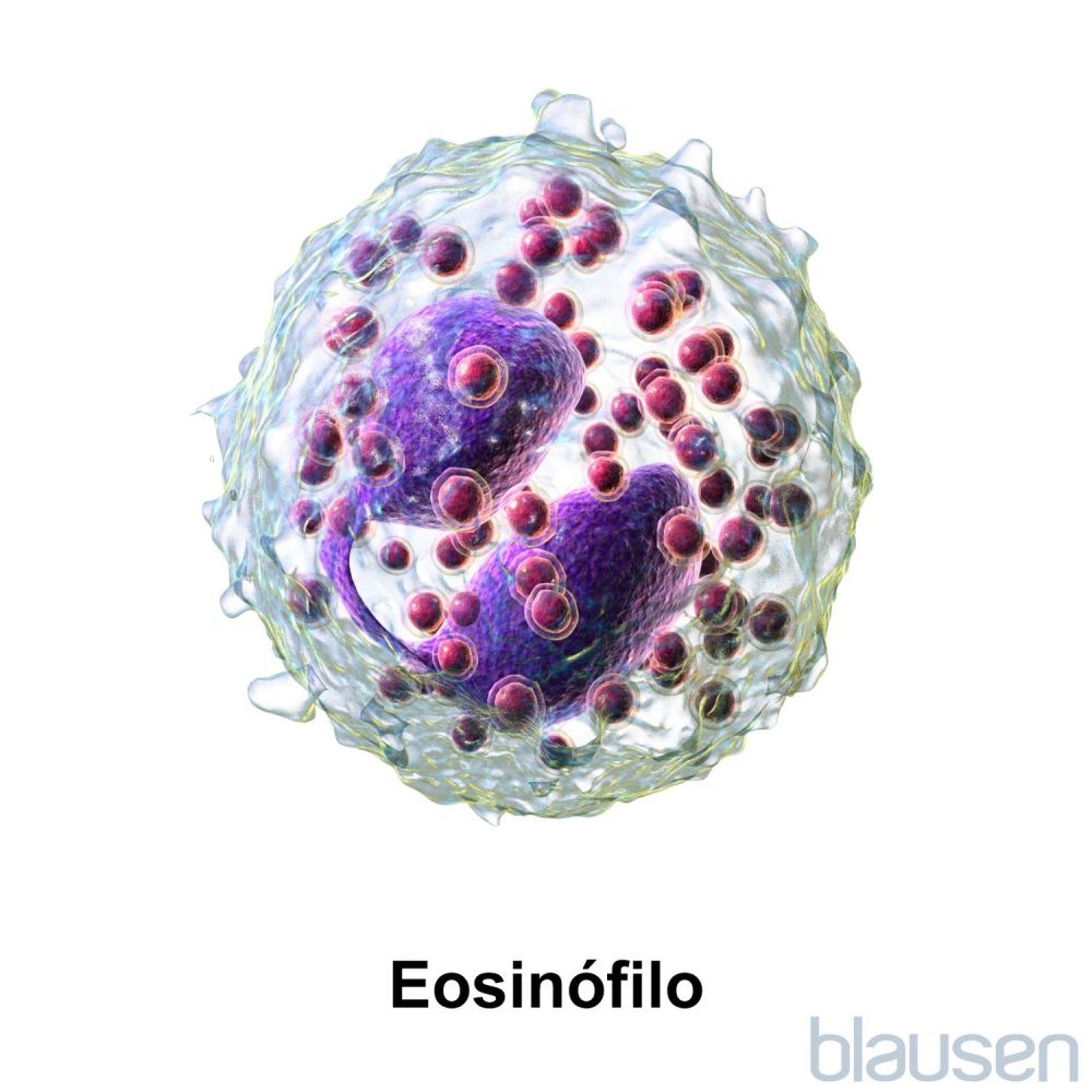 Eosinófilo