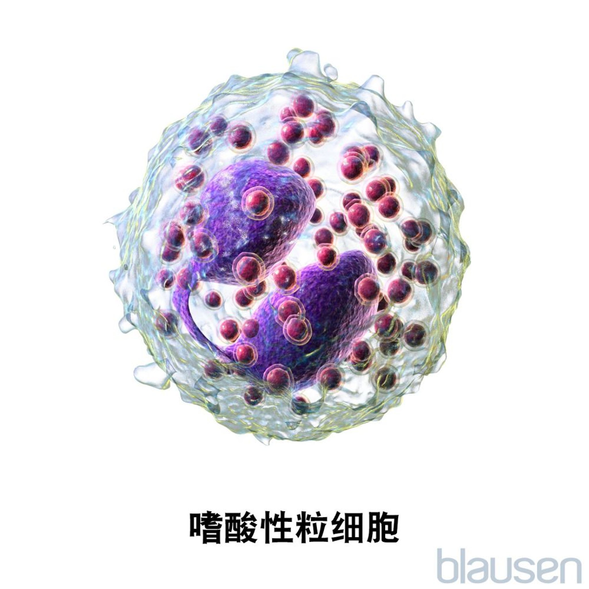 嗜酸性粒细胞