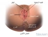 بضع الفرج