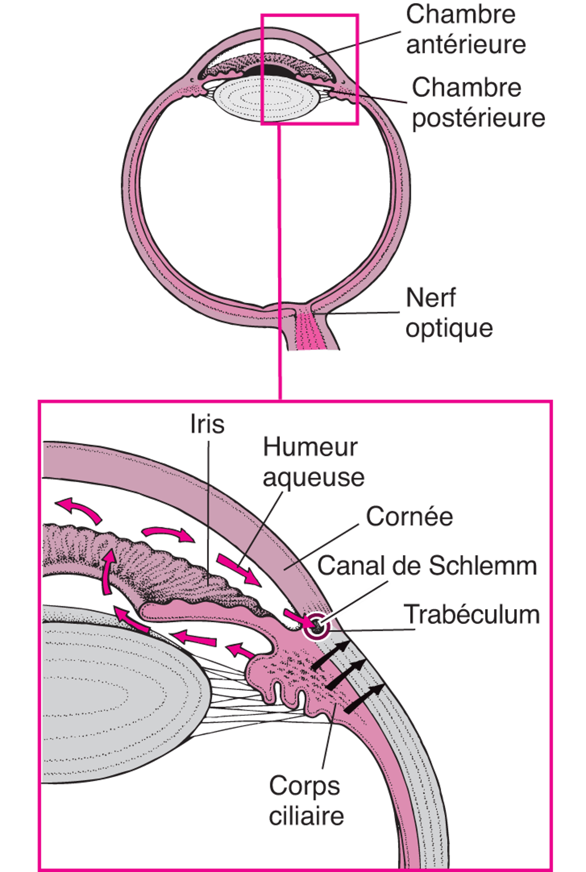 Écoulement normal du liquide