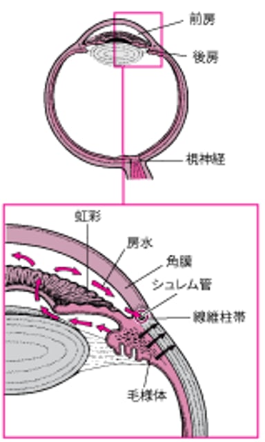 正常な房水の排出