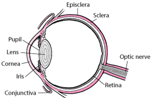 Parts of the Eye