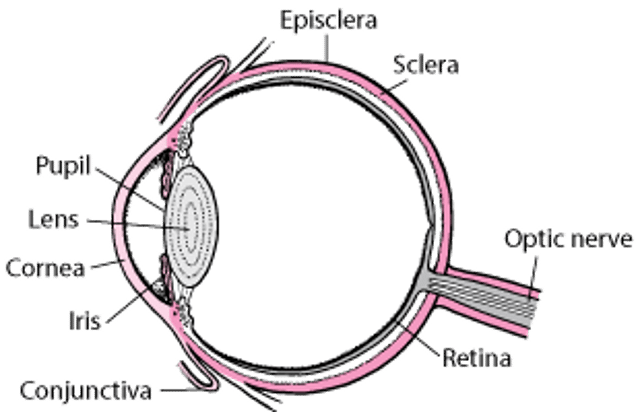 Teile des Auges