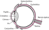 Partes del ojo