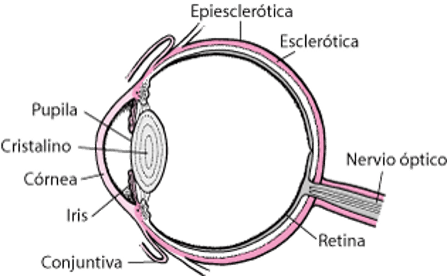 Partes del ojo