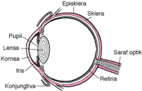 Bagian-Bagian Mata