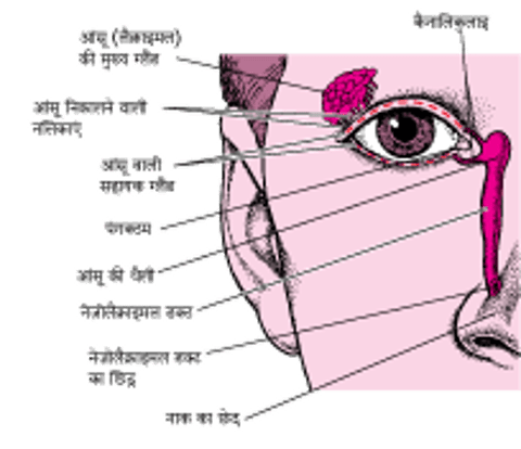 आंसू कहाँ से आते हैं