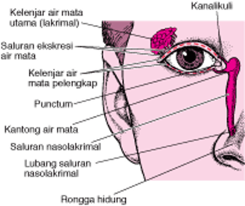 Dari Mana Air Mata Berasal