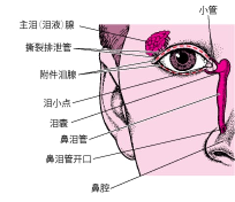 眼泪从何而来