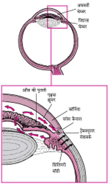 सामान्य द्रव जल निकासी