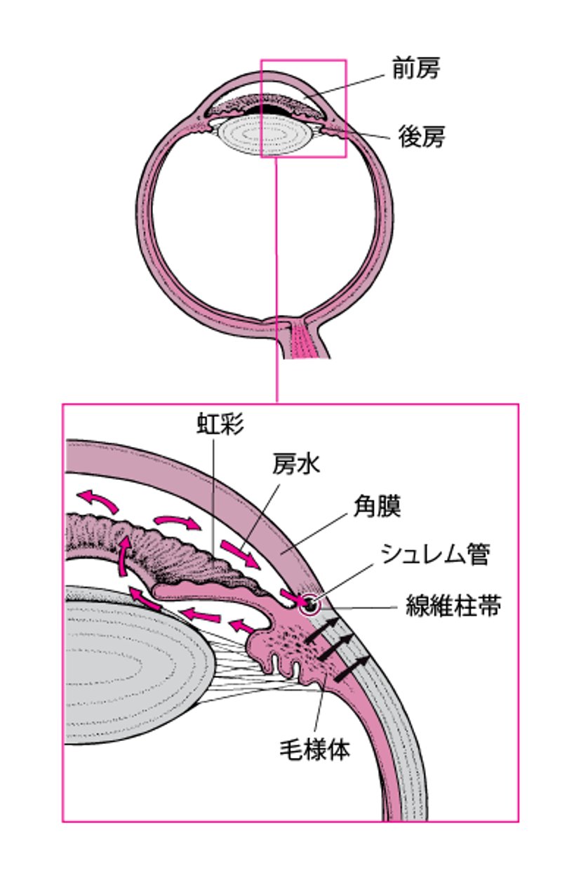 正常な房水の排出