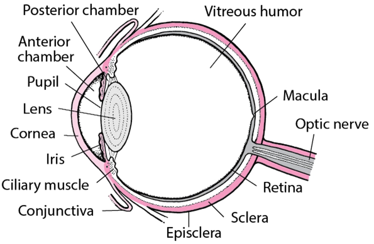 An Inside Look at the Eye