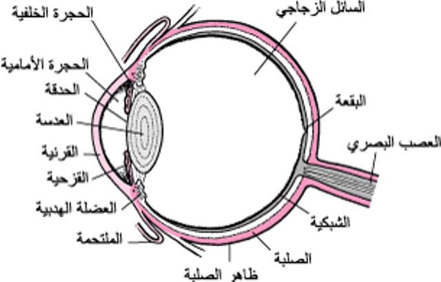 نظرة داخل العين